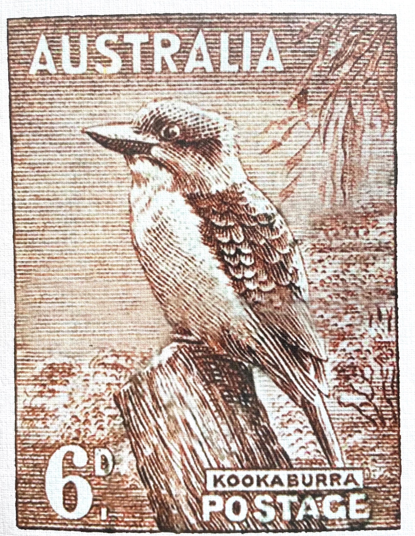 Card - Kookaburra