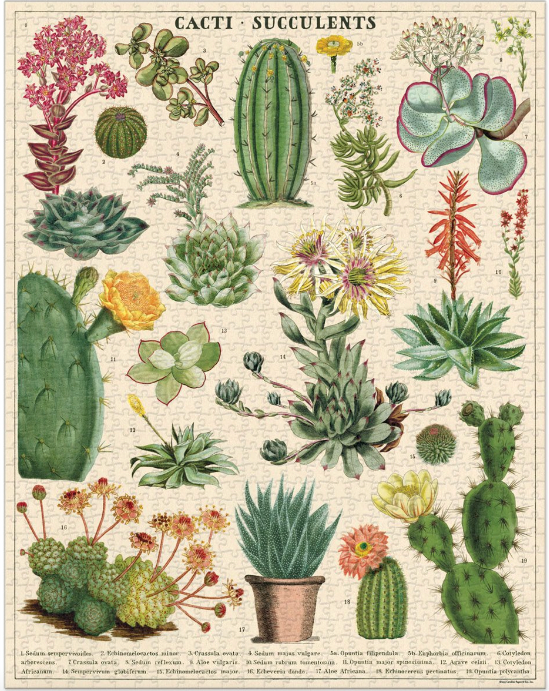 Puzzle....Cacti & Succulents