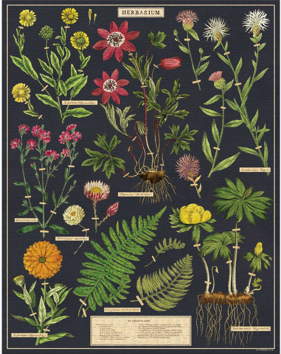 Puzzle....Herbarium