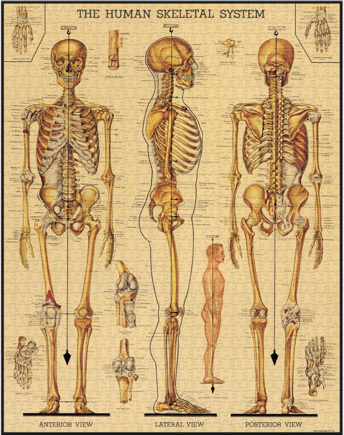 Puzzle....Skeletal System