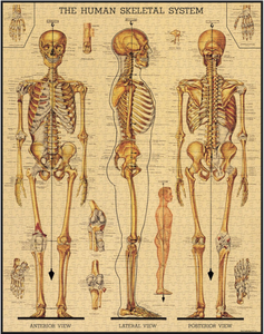 Puzzle....Skeletal System