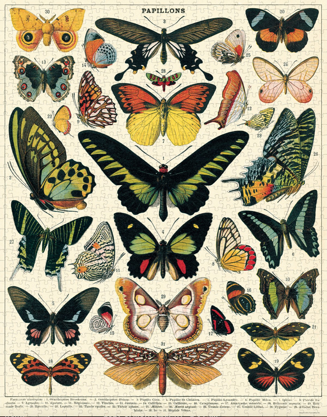 Puzzle....Butterflys