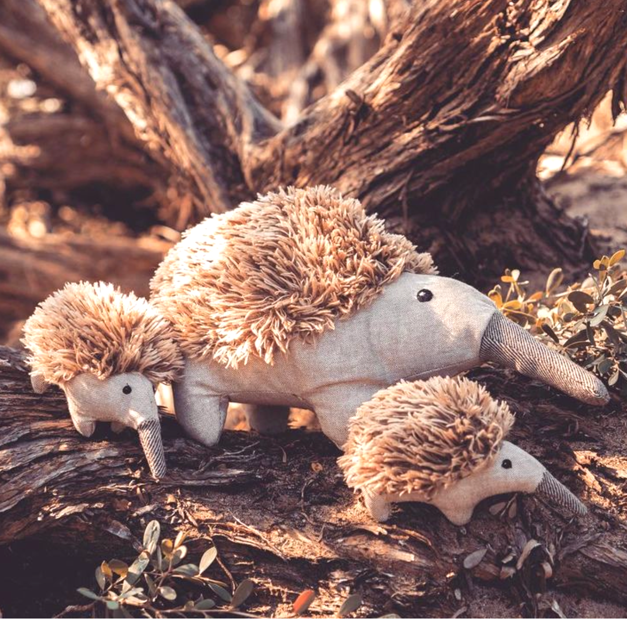 Spike the Echidna