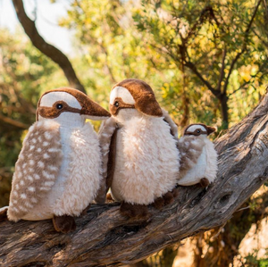 ken kookaburra