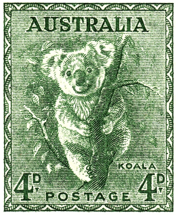 Koala