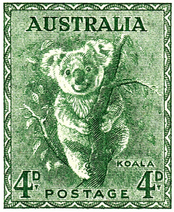 Koala