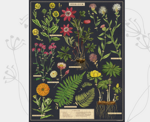 Puzzle....Herbarium