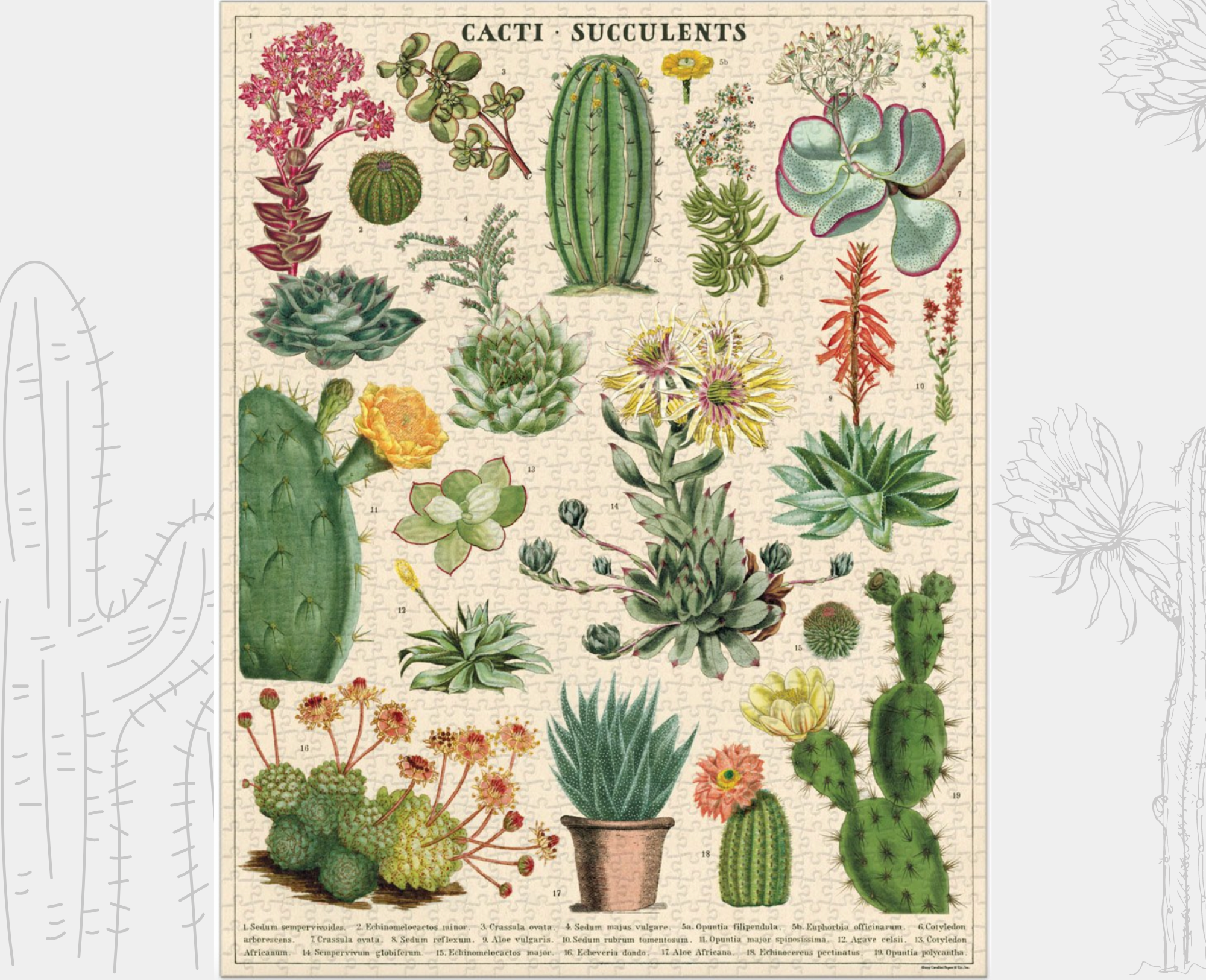 Puzzle....Cacti & Succulents