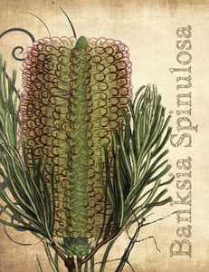 Banksia