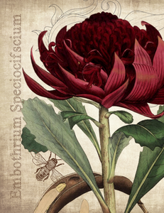 Waratah